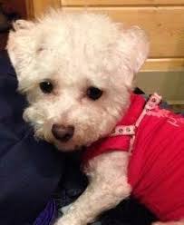 The best breeders will allow its buyers to. Teacup Maltipoo And Toy Maltipoo Dogs