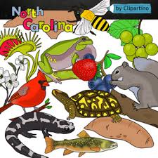 You might also be interested in coloring pages from minnesota category. North Carolina State Symbols Worksheets Teaching Resources Tpt