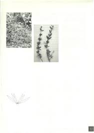 Image result for Kohautia confusa