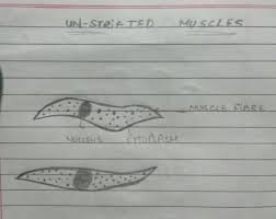 Muscles are made up of highly specialized thin and elongated cells called muscle fibres. I Answer The Following A Draw A Labeled Diagram Of Smooth Muscle Give One Difference Between Yudem And Nh