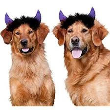 Pin On Dogs Apparel And Accessories