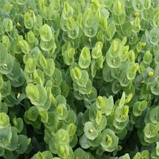 Image result for Baphia multiflora