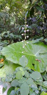 Image result for Bouffordia