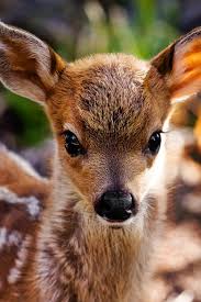 Theperfectworldwelcome Cute Baby Animals Cute Animals Cute Animal Pictures