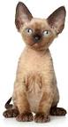 Devon Rex Kittens For Sale by Reputable Breeders ...