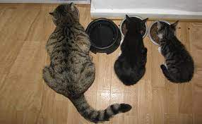 Kittens should usually stay nursing for 12 weeks, but the kittens' mother will normally stop them nursing when the time is right. How To Wean A Kitten When Do Kittens Stop Nursing From Their Mother Petmoo