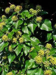 Image result for Hedera