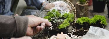 The model is created paying much attention to. Growing Stunning Terrarium Layers Bioadvanced