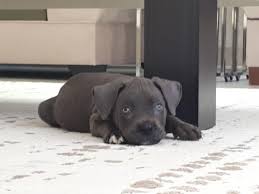 Cane Corsa Hakkinda Petarkadas Com