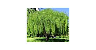 Image result for Maytenus chasei