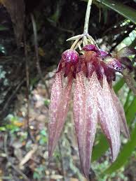 Image result for Bulbophyllum longiflorum