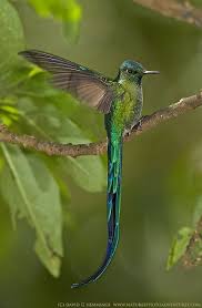 Long Tailed Sylph 1 Beautiful Birds Hummingbird Colorful Birds