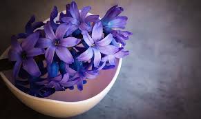 Hyacinth Flower Meaning Symbolism And Colors