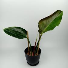 We did not find results for: Philodendron Rojo Congo Variegated It Plantae