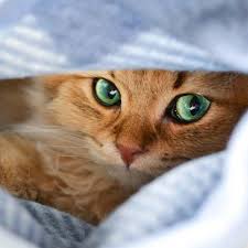 1 666 Mentions J Aime 44 Commentaires Cute Cats Kitten Features Daily Kitty Cat Sur Instagram From Madfluffs Amazing Eyes Evcil Hayvanlar Hayvanlar Ve Kedi