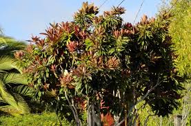 Image result for Eriobotrya