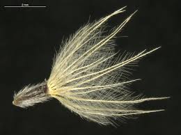 Image result for Tridax