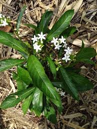 Image result for Morinda angolensis