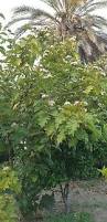 Image result for Solanum chrysotrichum