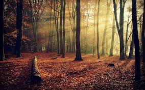 The Crypto Tuber On Twitter Forest Wallpaper Desktop Background Nature Autumn Forest