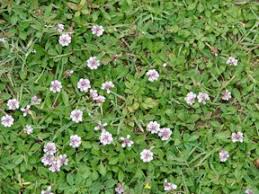 Image result for Lippia praecox