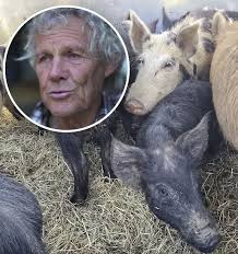 Coromandel: Accused murderer Stuart Edmondson's 50 pigs and three dogs  saved by animal welfare group