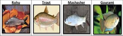 Benefits Of Eating Fish Aiman Anser