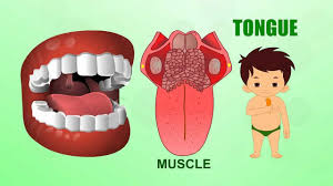 Tongue Human Body Parts Pre School Animated Videos For Kids Youtube Lips and tongue, mouth cartoon tongue, cartoon mouth tongue material, love, cartoon character red and white tongue, mouth cartoon lip, smile mouth, face, people png. tongue human body parts pre school animated videos for kids