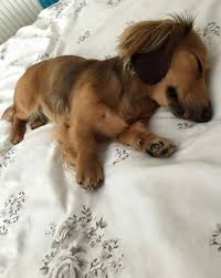 This Could Be My Dogs Twin She S Literally Sleeping Next To Me Right Now With Her Little Tongue Sticking Out Too Cute Dogs Dachshund Dog Weenie Dogs