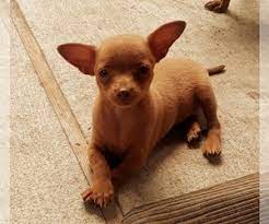 There's a lot of different factors that will affect the prices of individual chihuahua puppies in texas. View Ad Chihuahua Litter Of Puppies For Sale Near Texas Aransas Pass Usa Adn 200739