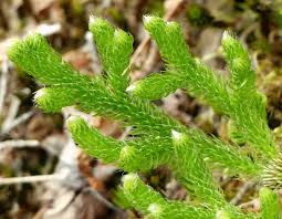 Image result for Lycopodium clavatum