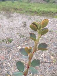 Image result for Chamaecrista grantii