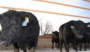 How much does it cost to buy a cow? The Quapaw Tribe Hopes A Cattle Slaughterhouse Will Provide Jobs In Rural Oklahoma
