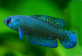 Image result for Austrosynotis