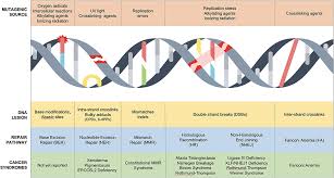 If you've received a diagnosis, here are some things you need to know about the condition. Frontiers Dna Repair Syndromes And Cancer Insights Into Genetics And Phenotype Patterns Pediatrics