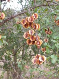 Image result for Combretum holstii