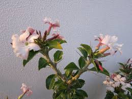 Image result for Pachypodium saundersii