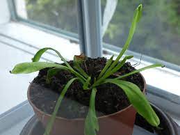 Venus flytraps reproduce like many other plants. Venus Flytrap Dionaea Muscipula Doesn T Grow Traps Anymore Gardening Landscaping Stack Exchange