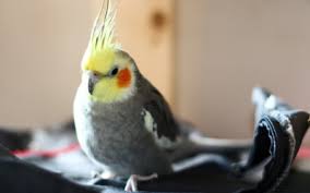 I just bought a ultrasonic pest repeller.i am wondering if it gets rid of earwigs down here in florida. Articles On Pet Care Wellness