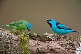 Ayhan Turker Adli Kullanicinin Birds Panosundaki Pin 2020
