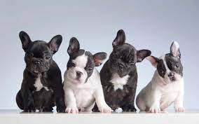 Usually a bulldog will have 4 puppies in a litter. How Many Puppies Can A French Bulldog Have