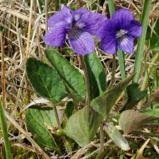 Image result for Viola abyssinica