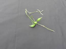 Image result for Secamone