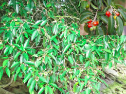 Bunga tanjung map by googlemaps engine: Medicinal Bunga Tanjung The Healthcare Holiday