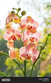 We did not find results for: Orchid Growing Tips Image Photo Free Trial Bigstock