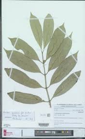 Image result for Craterispermum