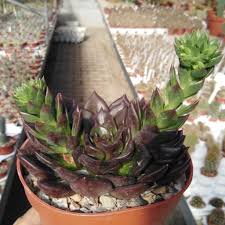 Adding drama, echeveria 'black prince' is an evergreen succulent forming striking rosettes, 3 in. Echeveria Hybr Black Prince Uhlig Kakteen More Than 5 000 Different Species