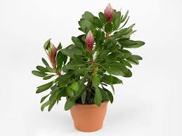 Image result for Leucas princei