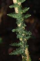 Image result for Hymenophyllaceae