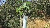 Check spelling or type a new query. Blue X Tree Tube Chestnut Seed Planting Youtube